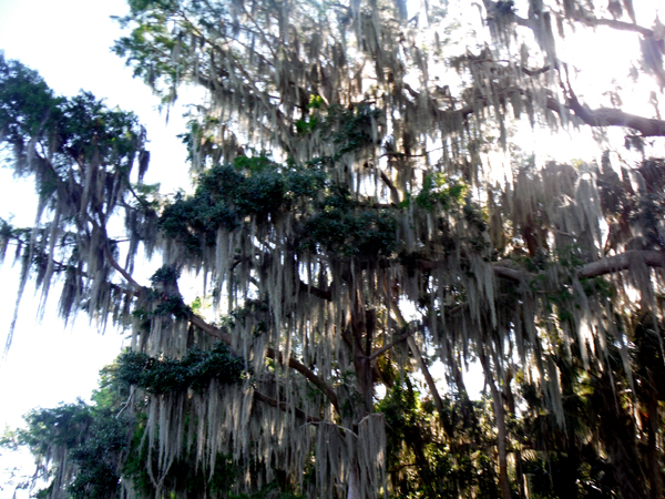 Spanish moss in the tree
